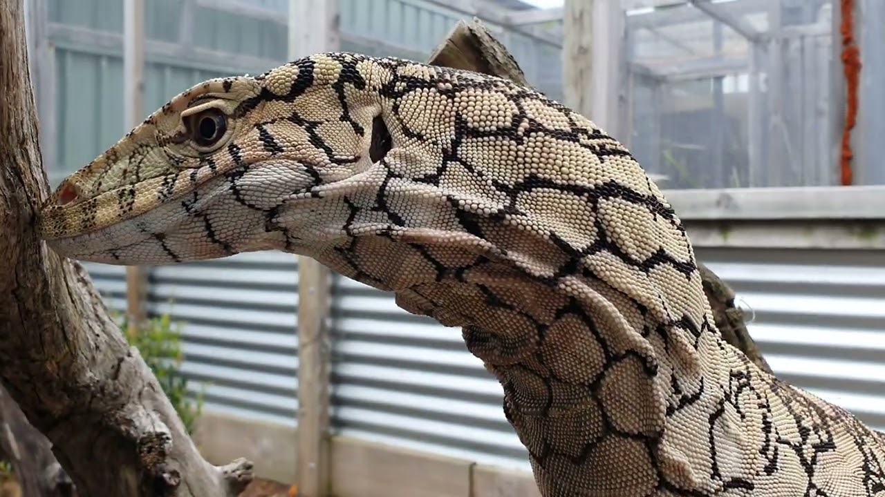 perentie feeding on a rabbit