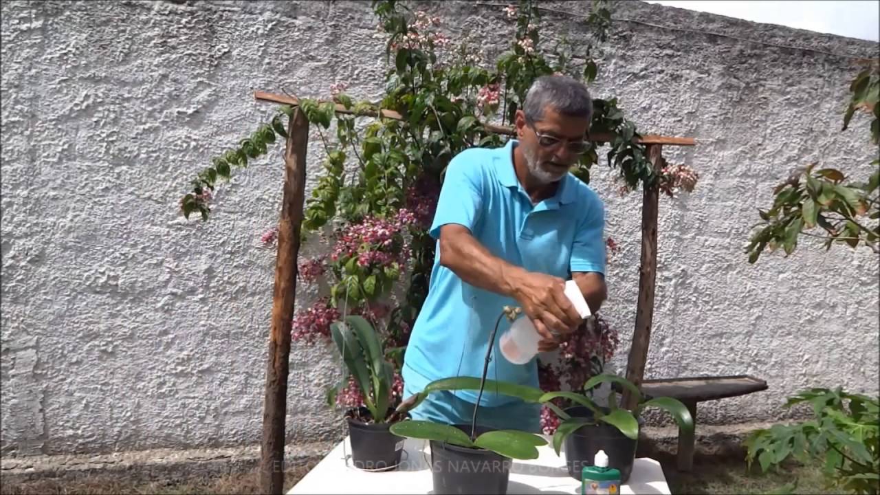ORQUIDEAS E MANUSEIOS-SERIE2