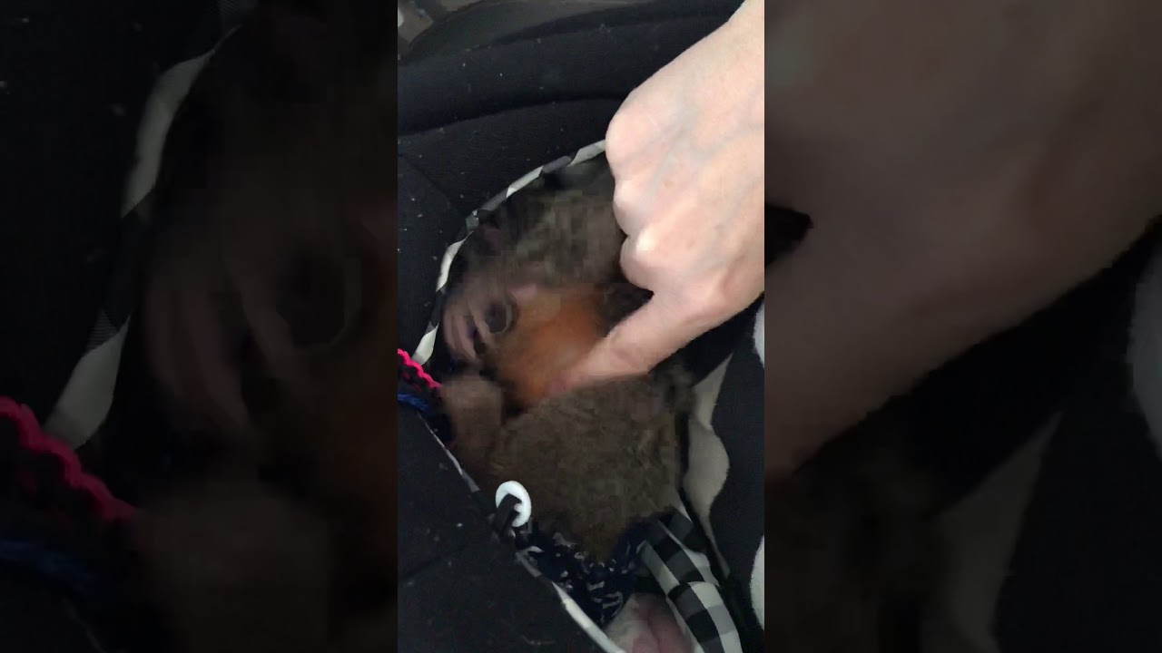 Owl Monkey baby cuddles