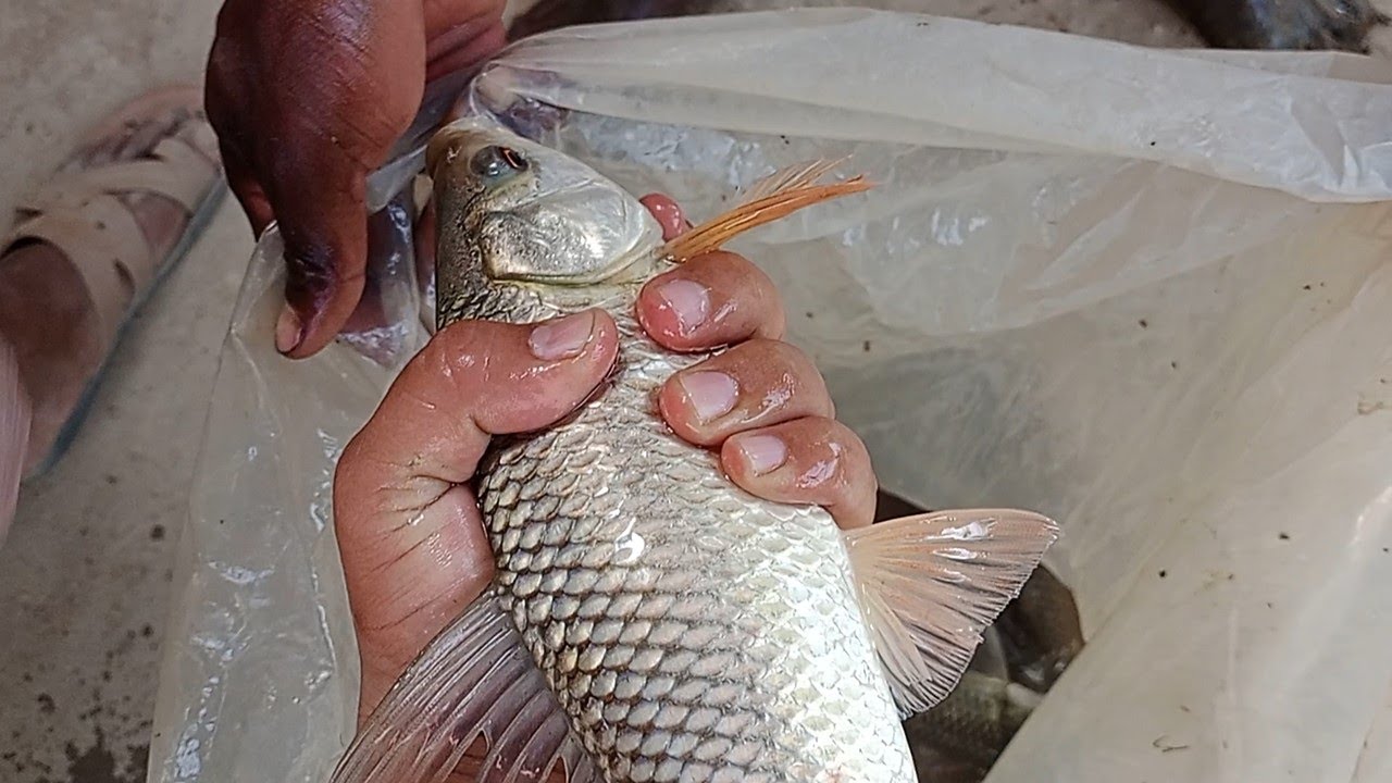 Fish Hatchery in Sindh Pakistan | Fish Farming Business #fishhatchery #fish #fishfarming