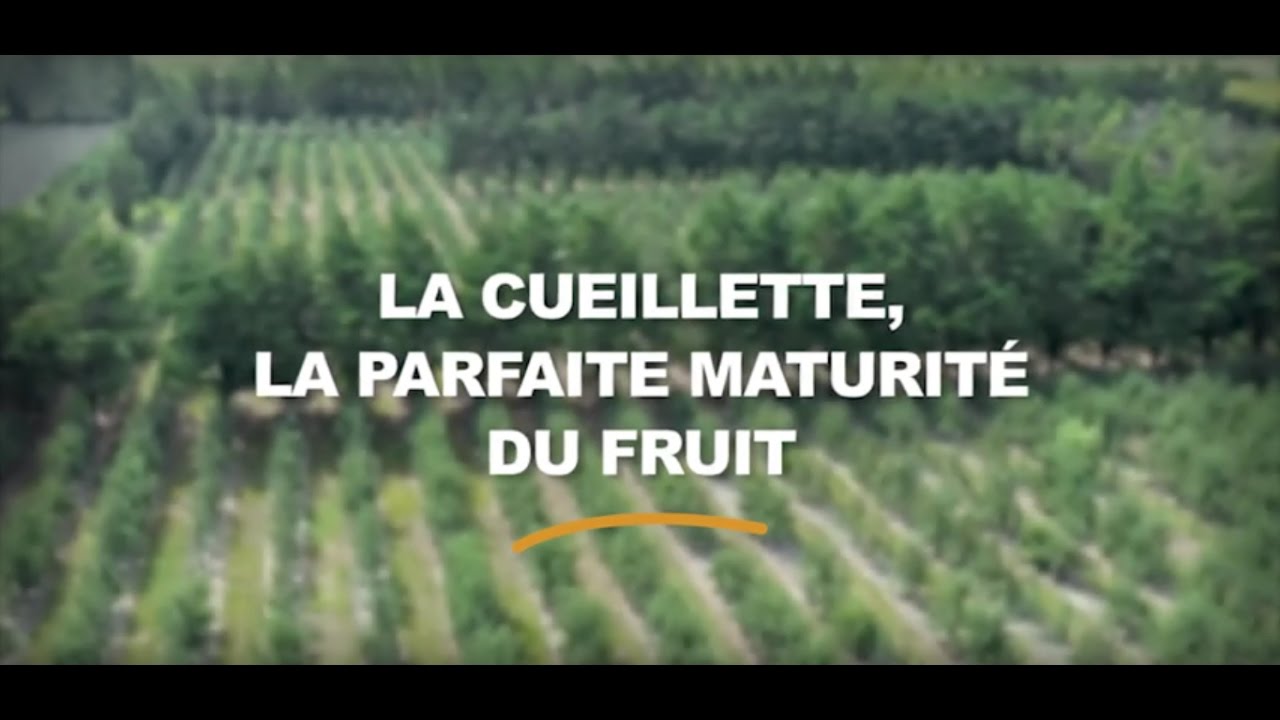 Vergers écoresponsables : la cueillette à la parfaite maturite du fruit