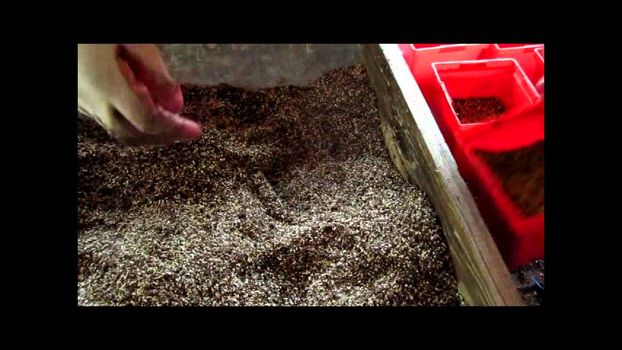 Planting Peony Tree Seeds - Wisconsin Garden Video Blog 271.avi