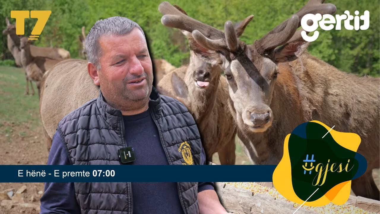 Ferma e rrallë e drerëve në Orllan të Podujevës | #gjesi | T7