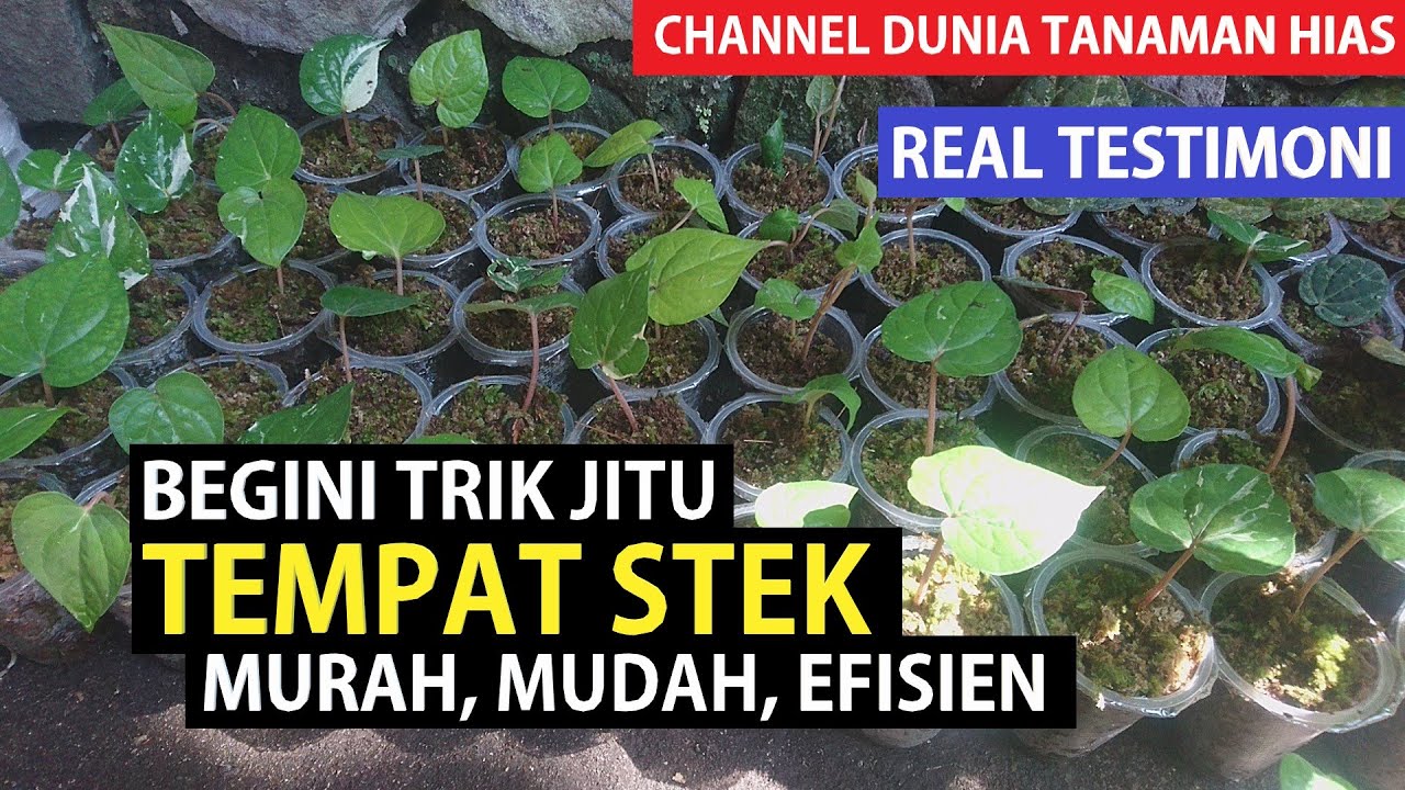 Eps 153 BONGKAR RAHASIA TEMPAT STEK YANG MURAH, MURAH, EFISIEN !!! REAL TESTIMONI
