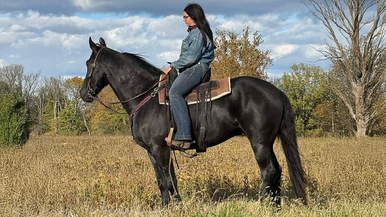 "Cricket" Black Friesian X Gelding Available on Thehorsebay.com