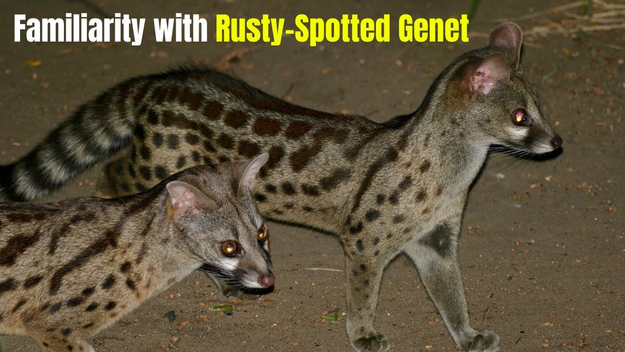 Rusty Spotted Genet facts | Familiarity with Rusty Spotted Genet