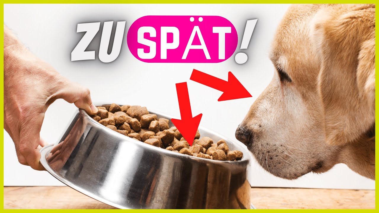 5 Dinge die Hundehalter oft erst lernen, wenn es zu sp&auml;t ist