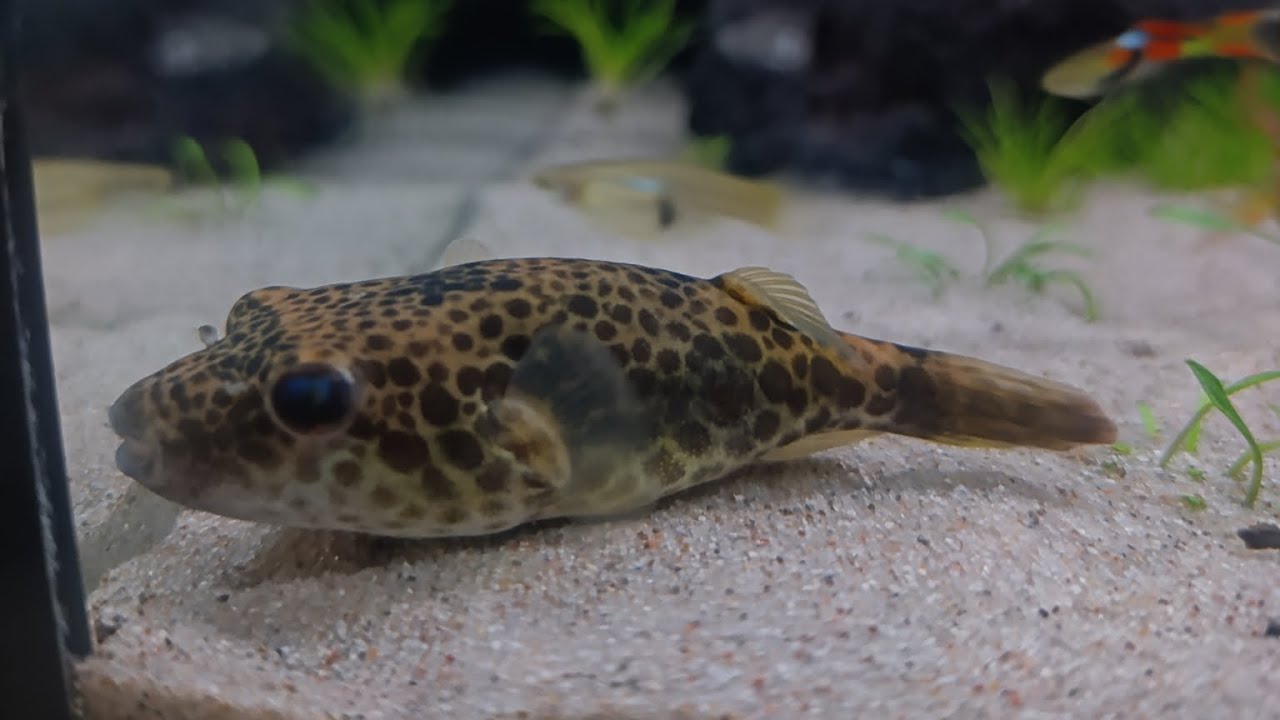 Akwarium 112l - Zarybianie, tetraodon abei leiurus 