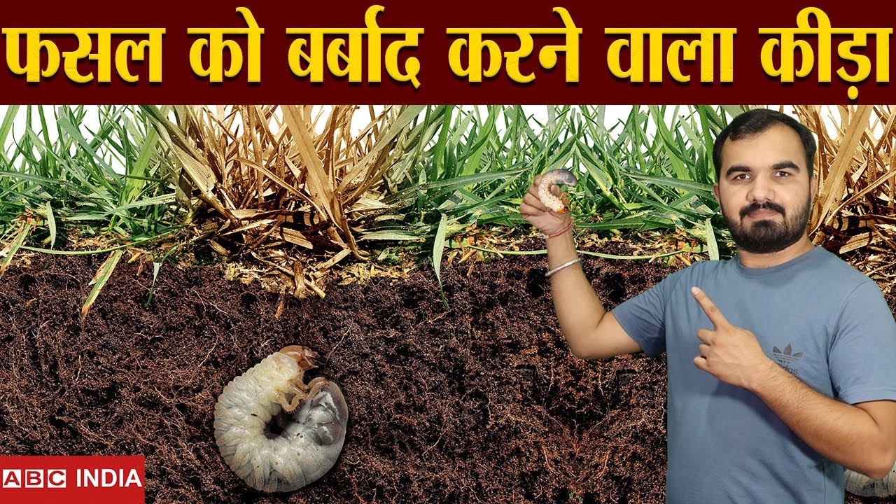 ये कीड़ा आपके खेत में है, क्या ? जाँच करें | earth Grub | white sundi |white worm | Control pest