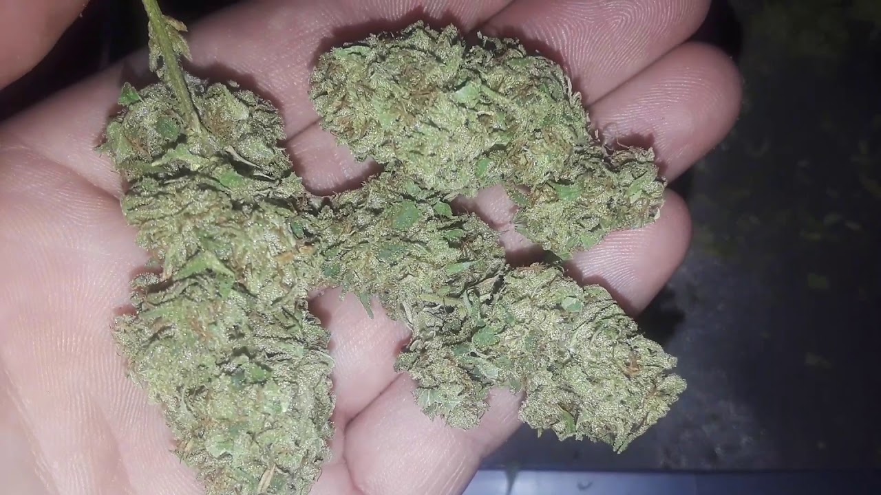 trimming some Banana OG 🍌👌