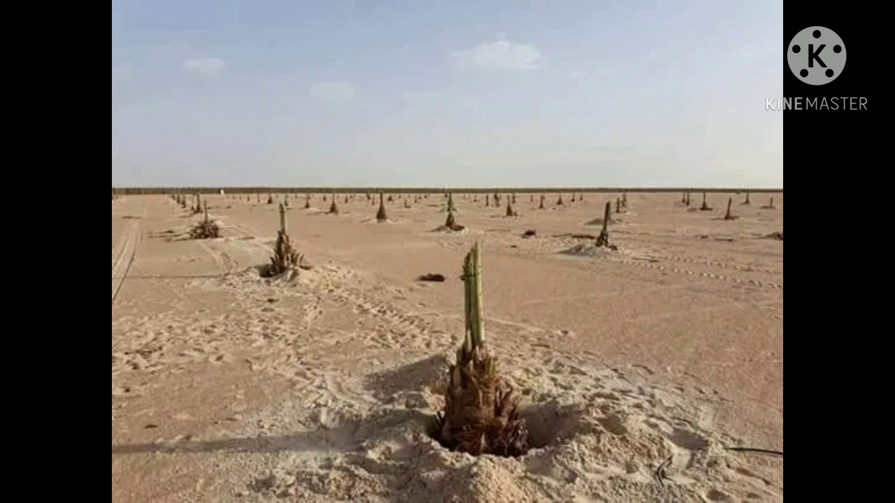 اسباب موت فسايل النخيل