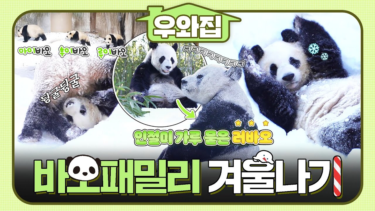 [🏠#우와집] 올해도 귀여운 바오 패밀리🐼와 함께하는 겨울나기.zip  #TV동물농장 #동물 #우와한비디오 #우와비