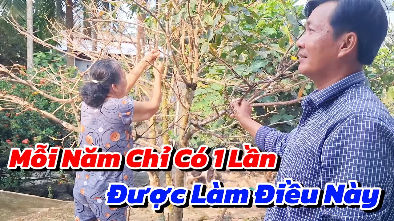Món Quà Yêu Thương Từ Người Chị Bên Mỹ, Cả Nhà Phấn Khởi Chuẩn Bị Cho Mùa Tết Sắp Đến 