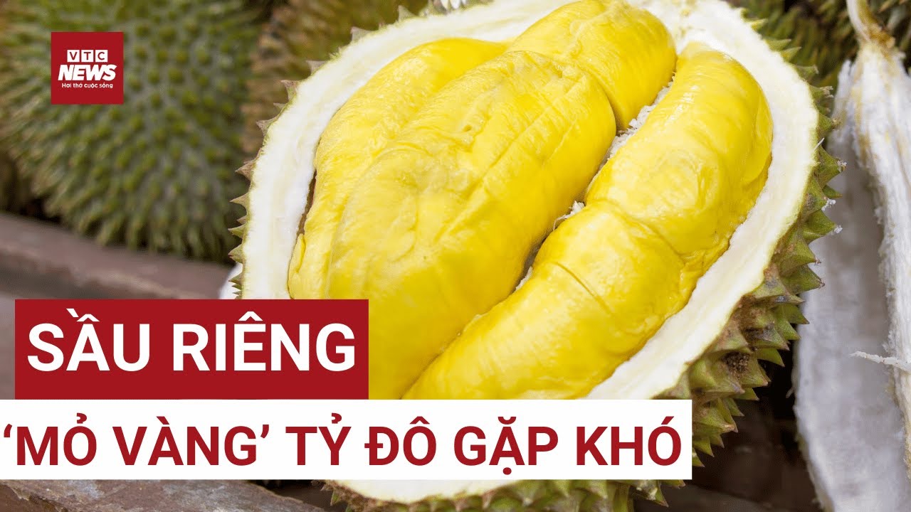 Vì sao sầu riêng - 'mỏ vàng' tỷ đô của Việt Nam đang gặp khó?Cứu thế nào?| VTC News