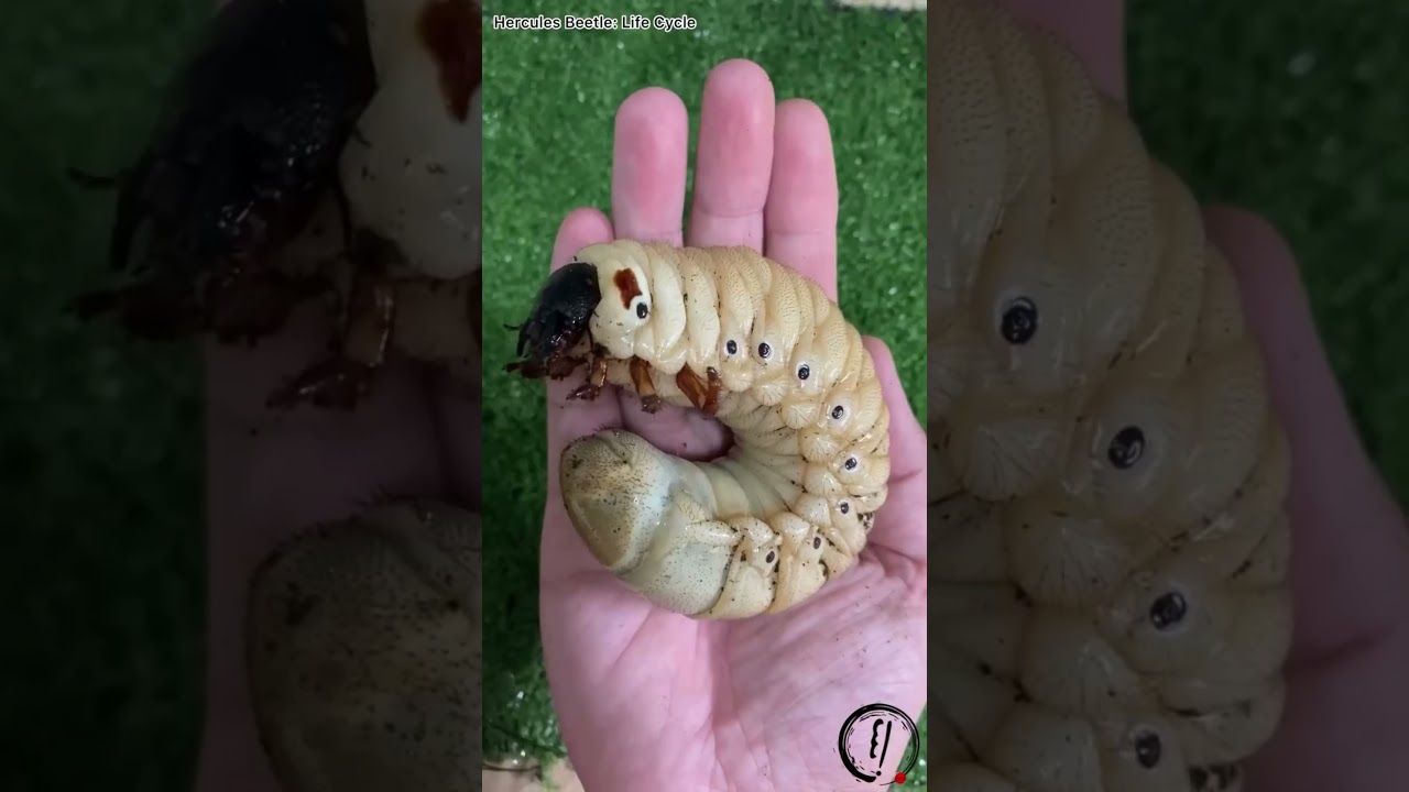 Hercules Beetle: Life Cycle | Elytra