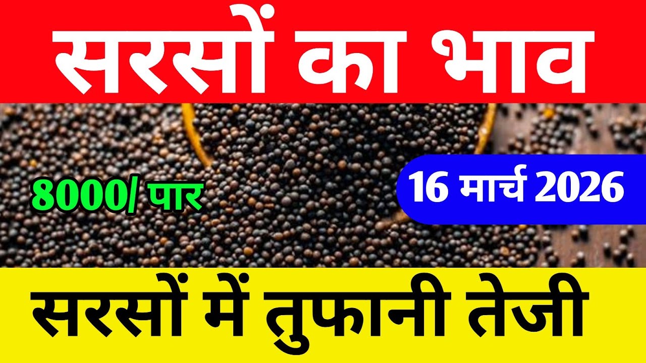 16 मार्च 2026 सरसों में तुफानी तेजी,आज के ताजा मंडी भाव,sarso ka bhav,sarso rate today,#sarso 