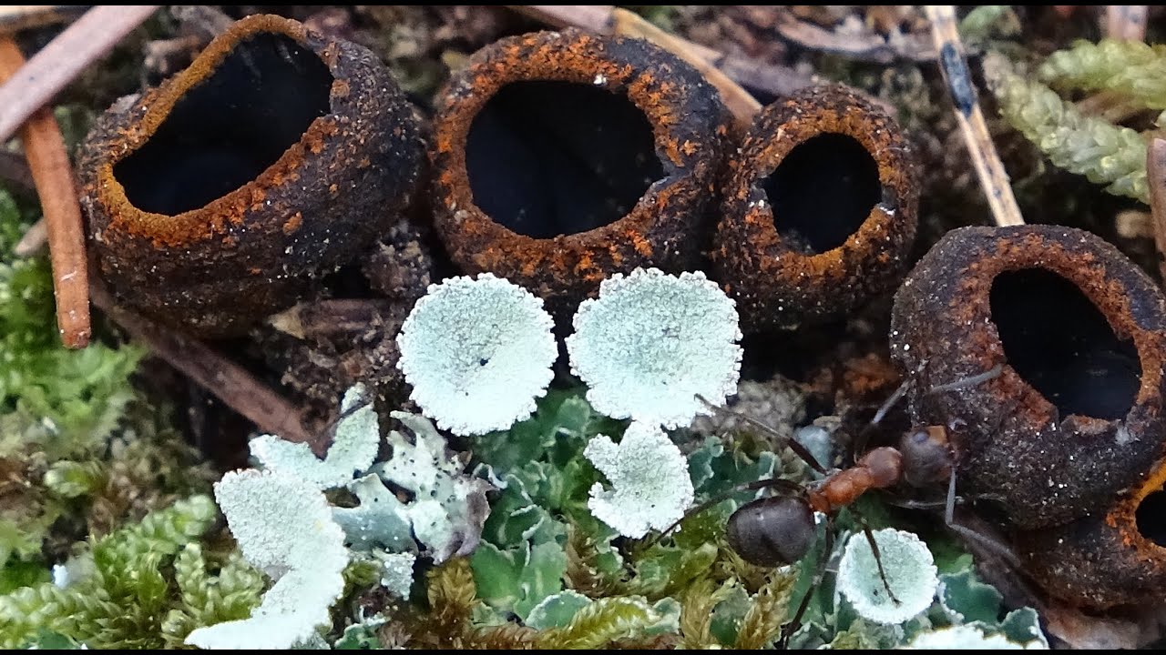Plectania melastoma