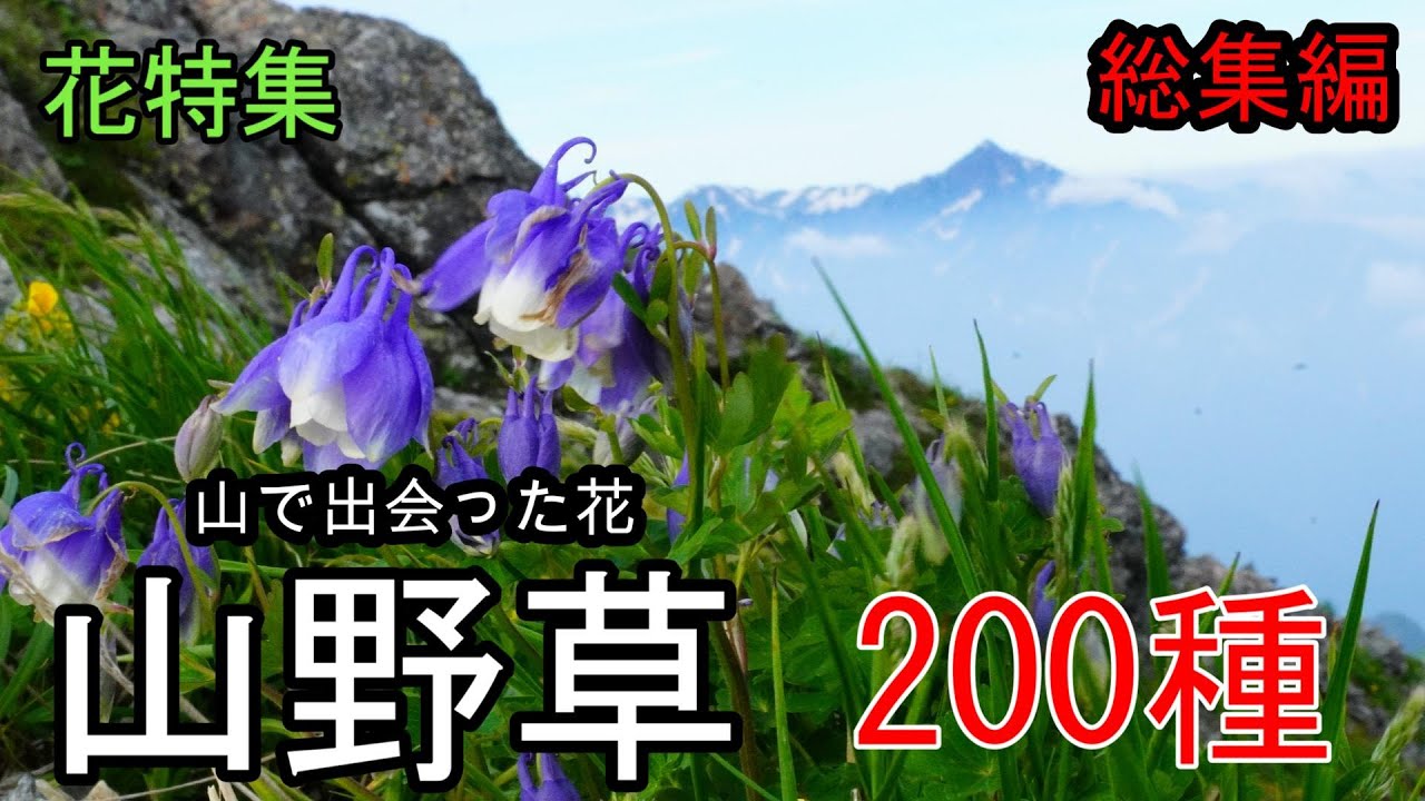 山野草・高山植物の紹介４月～８月【２００種】