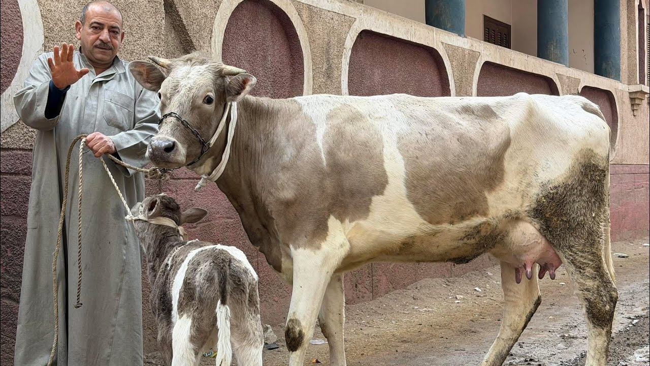 الحاج ناصر بيقدم عجلتين خليط براون من عالي اوي وبسعر معقول جداً انصدمت لما سمعت السعر