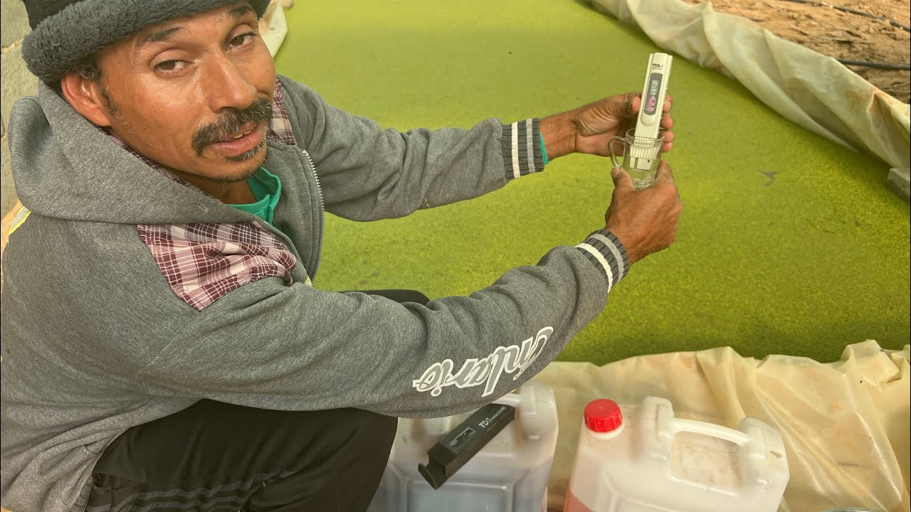 تحدي واثبات نجاح الازولا بالماء المالح ملوحة اكثر من ٣٧٠٠ مع المعلم ابو نور