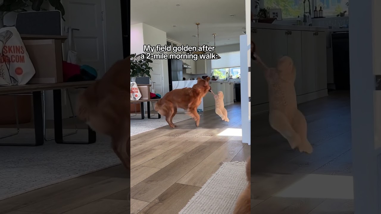My Field Golden VS My Show Golden #dogreactions #dogshorts #goldenretriever #redgolden #fieldgolden