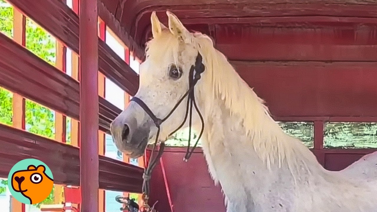 Horse Steps Out Of The Truck And Can't Believe Her New Life | 5 Best Stories