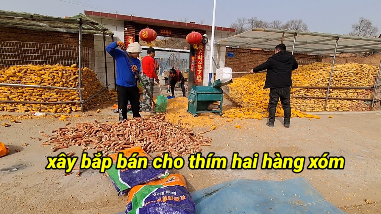 711.Xổ bắp ra bán được hơn 7 triệu_Buổi chiều mấy mẹ Con cùng ăn lẩu.