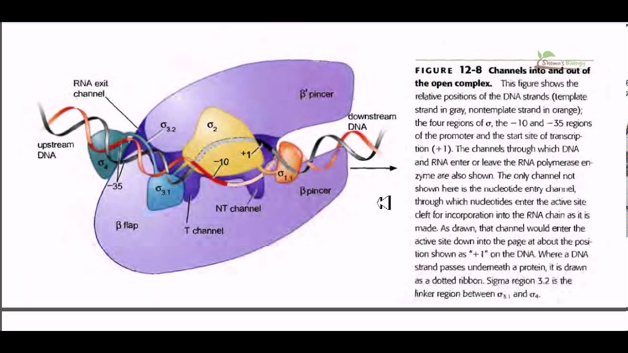 RNA polymerase detail