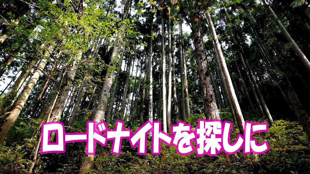 ロードナイトを探しに