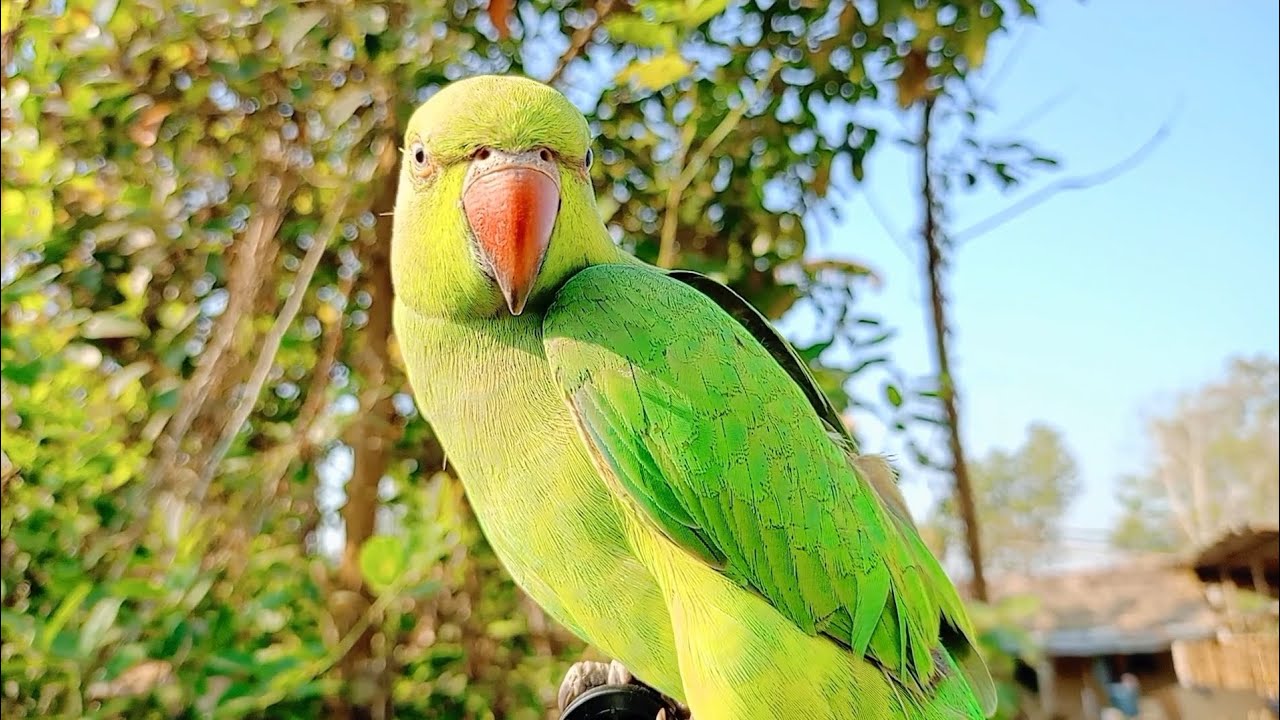 Lovely taking parrot ll erotic smile 😊 ll India parrot ll guys follow me unique unique parrot ll 😂 