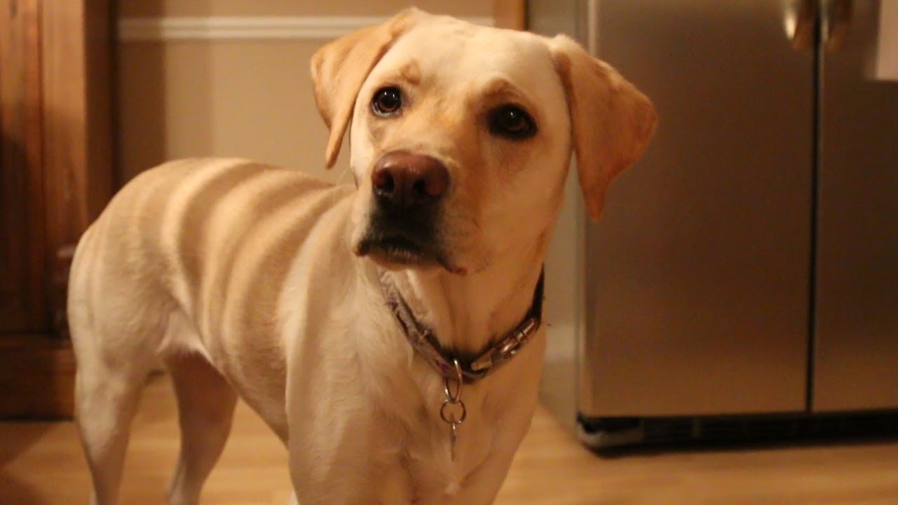 Five Ways to Know Your Dog Loves You