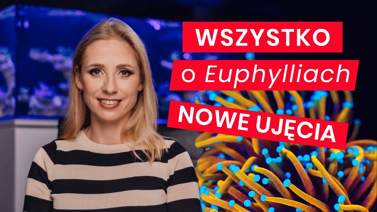 Wszystko o Euphylliach. Rodzaje, wprowadzanie do zbiornika, pielęgnacja, zapobieganie chorobom.