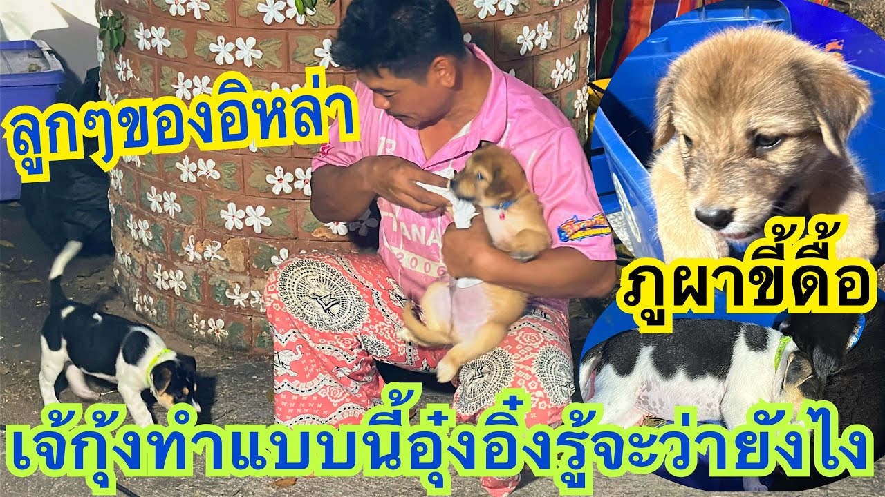เจ้กุ้งทำแบบนี้อุ๋งอิ๋งรู้จะว่ายังไง? สิพากันนอนยามได่น้อ? #ลูกๆของอิหล่า #อุ๋งอิ๋งเพชรบ้านแพง