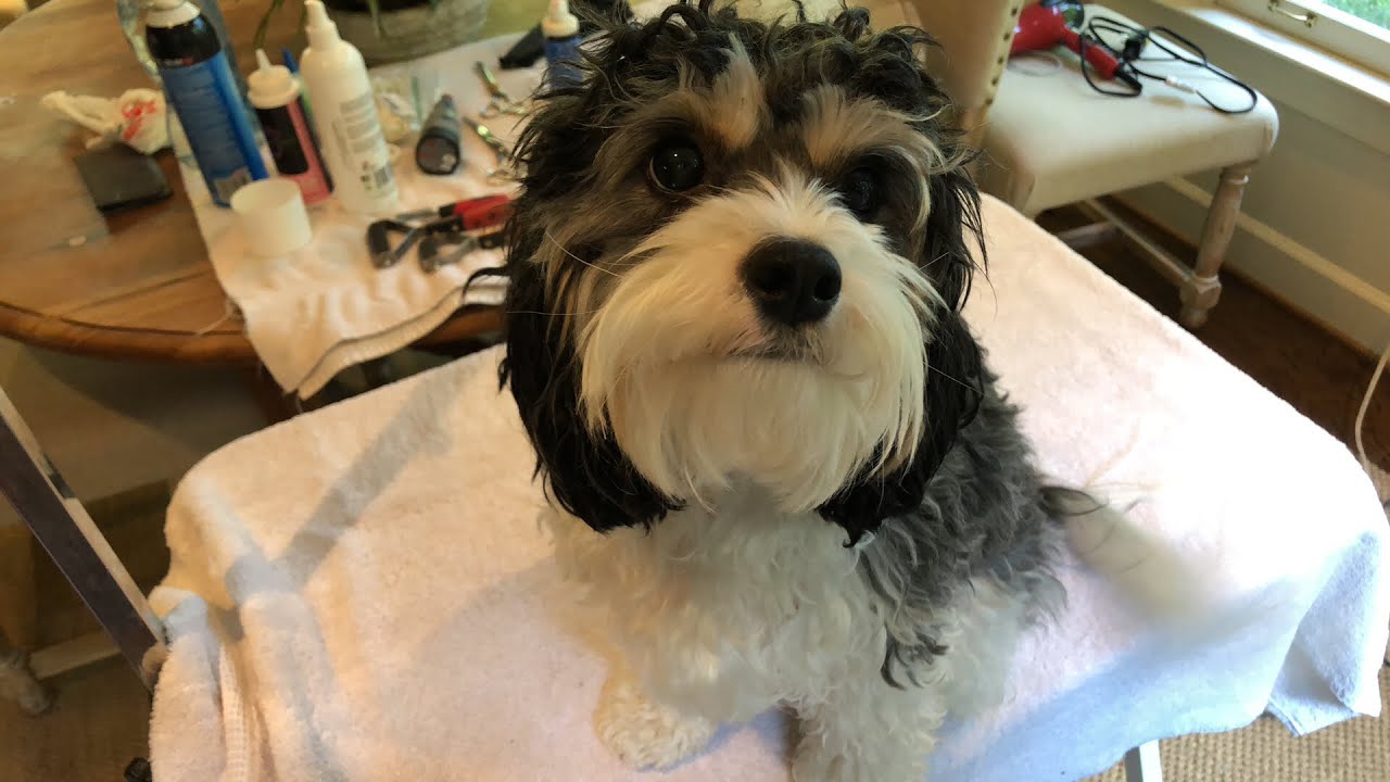 Grooming an adorable Cavachon, Bear 🐻