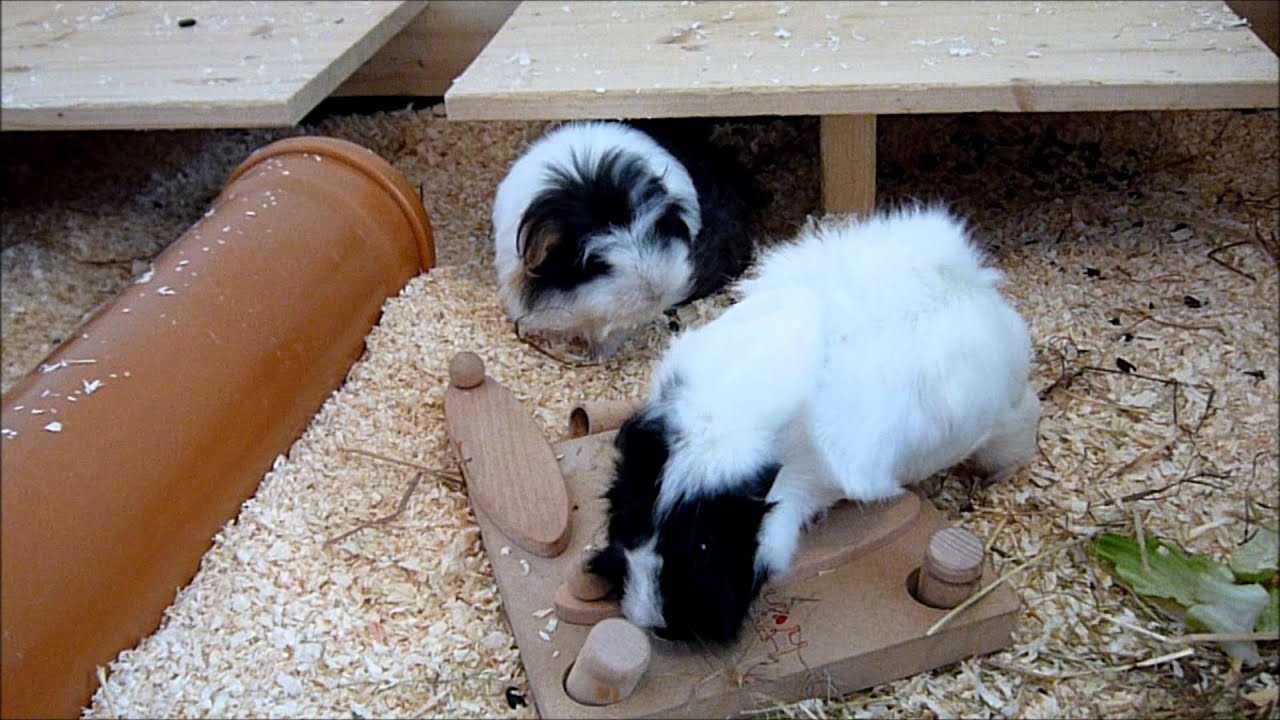 Meerschweinchen lösen Geschicklichkeitsspiele