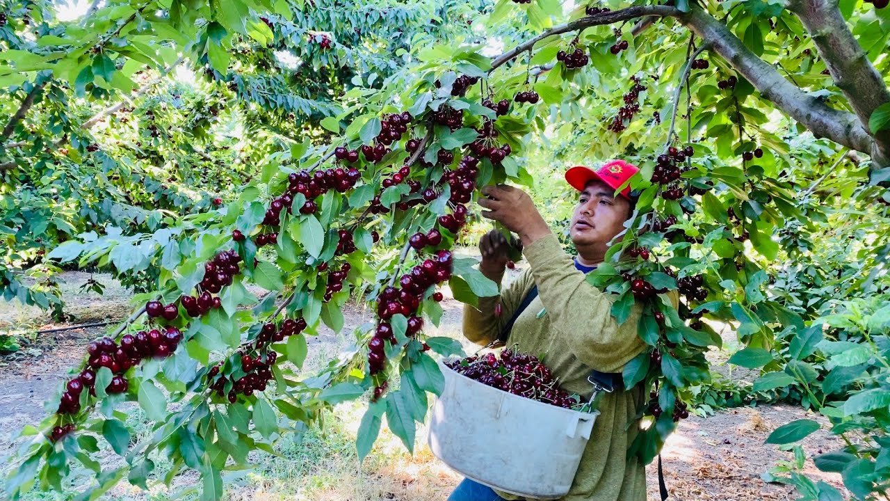 INCREÍBLE COSECHA DE CEREZA POR CONTRATO EN STOCKTON CALIFORNIA / CHERRY HARVESTING 🍒