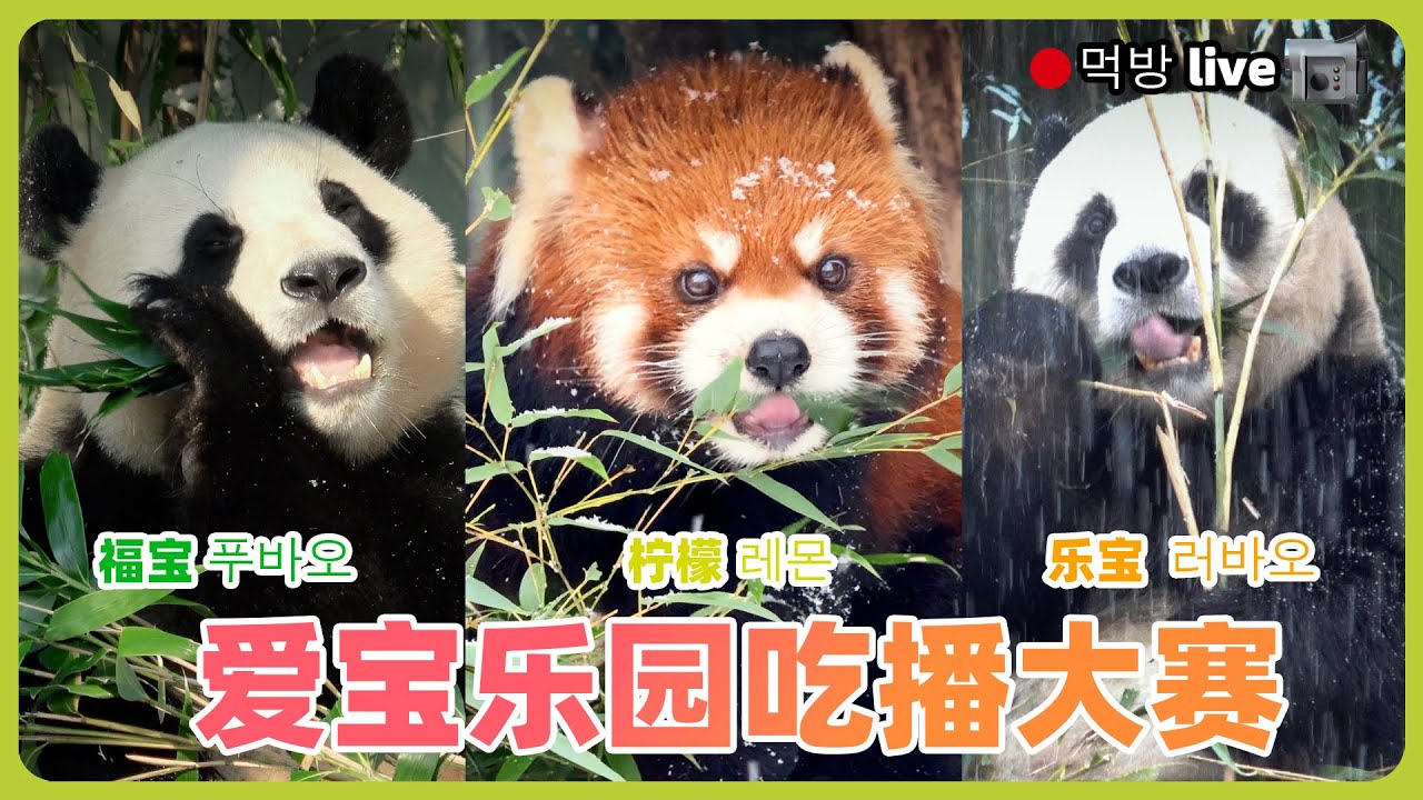 福寶 樂寶 檸檬參加愛寶樂園熊貓館在大雪紛飛的天氣裡舉行的吃播大賽！誰是最受歡迎的吃播呢？판다월드 먹방 #에버랜드 #후이바오#루이바오 #愛寶樂園 #fubao#福寶#ruibao #huibao