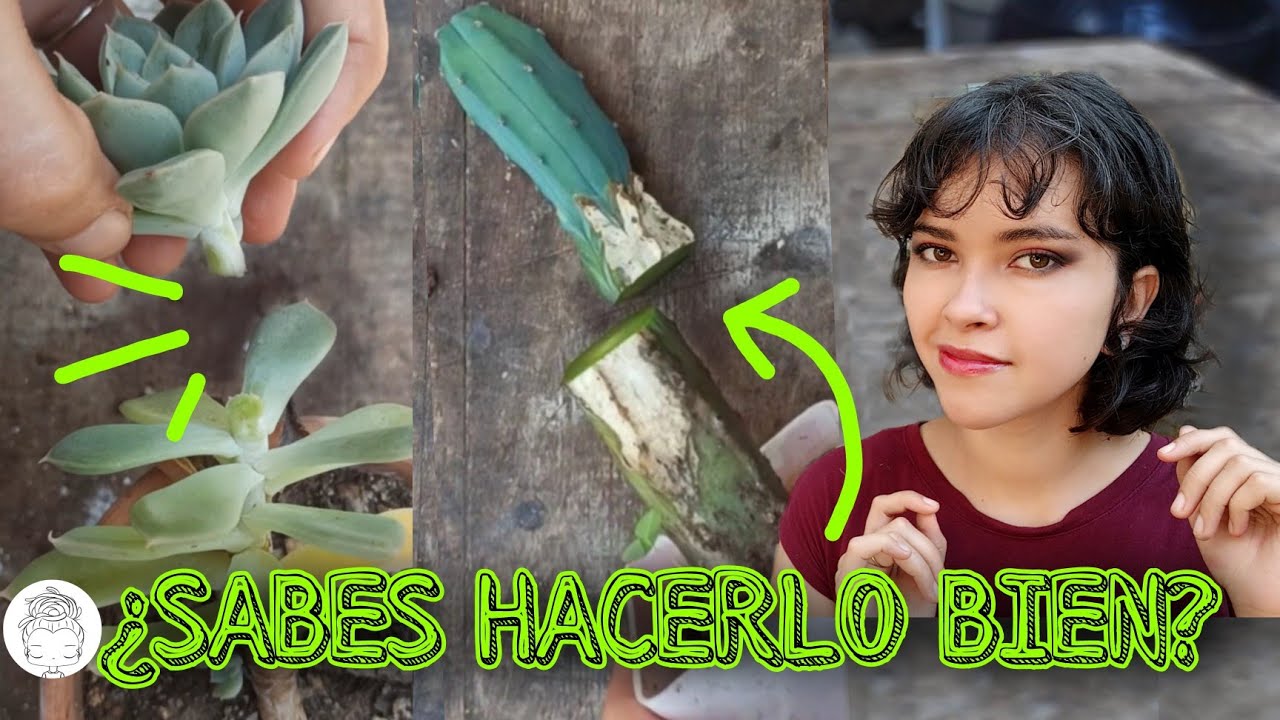 ¿CÓMO Y POR QUÉ debo decapitar mis cactus y suculentas? EL SECRETO DEL ÉXITO ✨✨✨