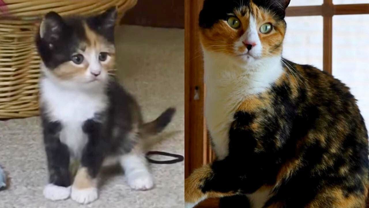 Kittens Growing Up Time Lapse: 5 Years In 5 Minutes