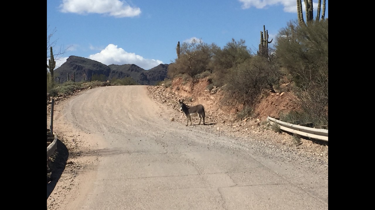 WILD PONIES IN BOX CREEK CANYON - FLORENCE ARIZONA