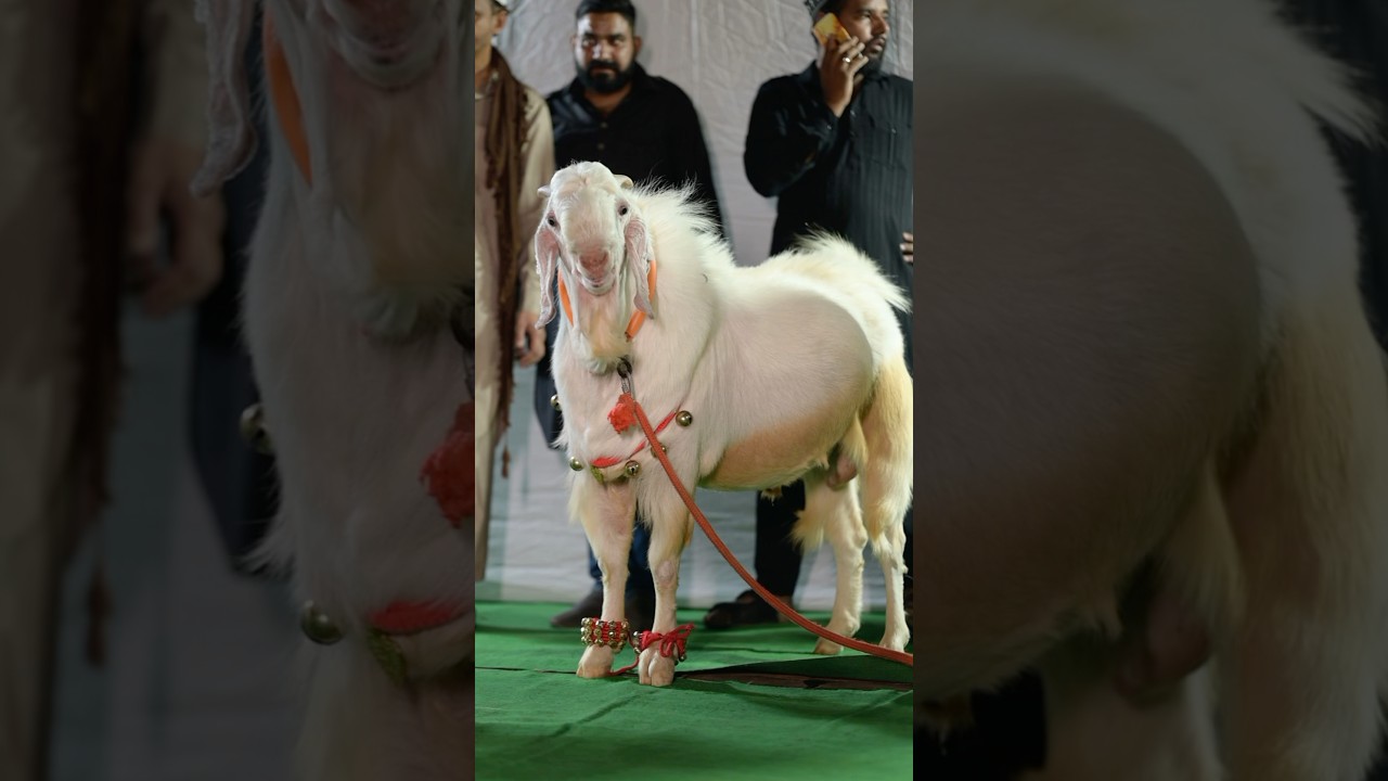 Most Heaviest Malwa Bakre At Lala Goat Farm Qurbani 2025