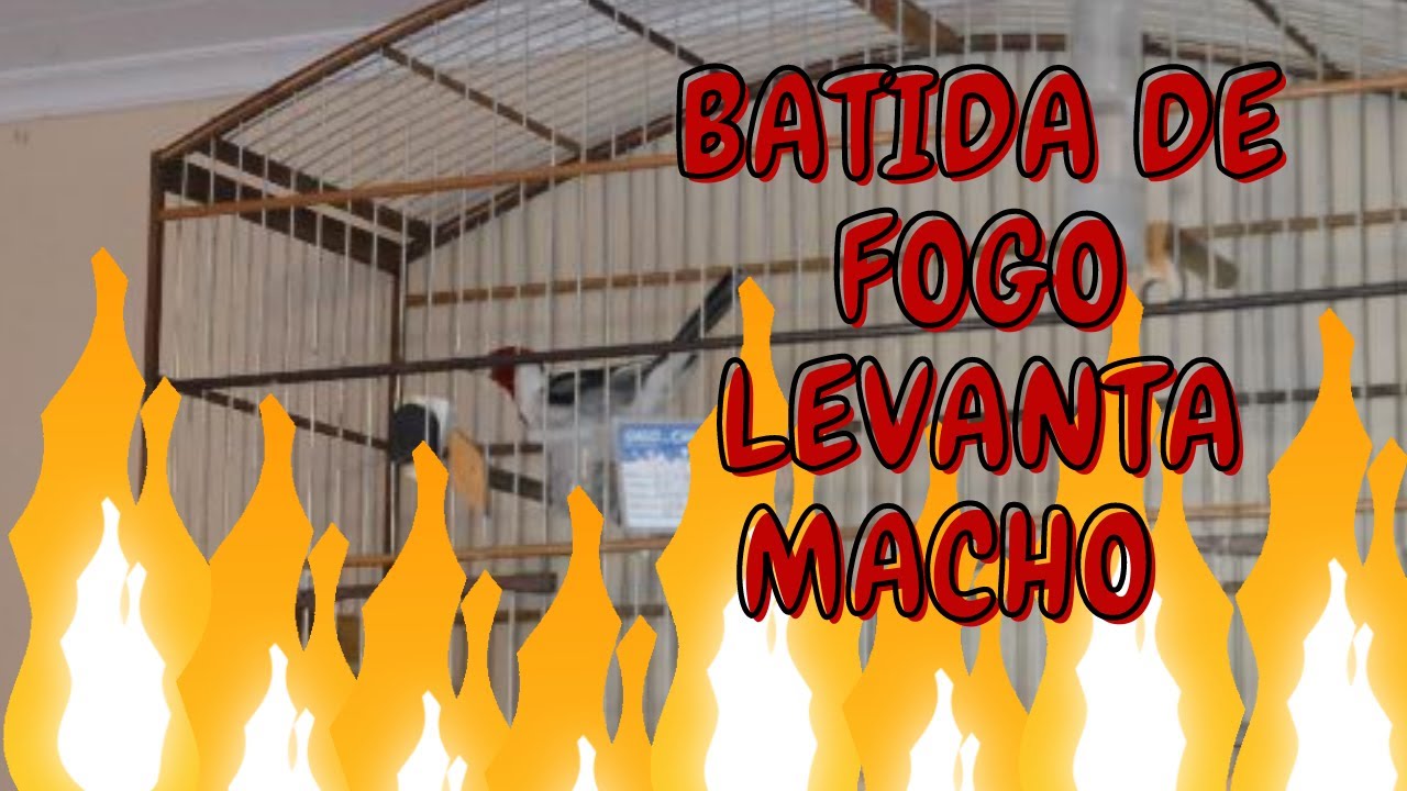 8 MINUTOS BATIDA DE FOGO LEVANTA MACHO - GALO DE CAMPINA