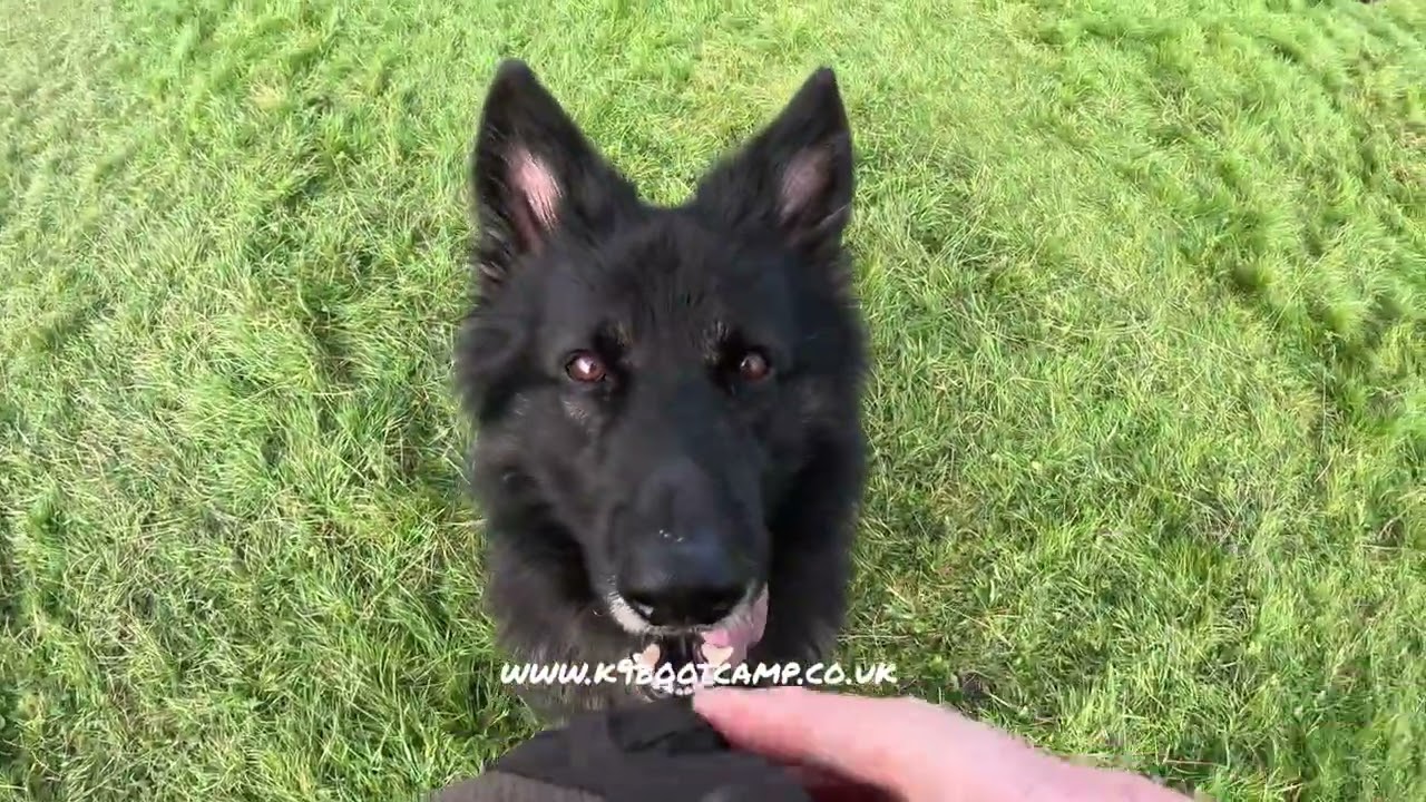 puppy group class + a reactive dog