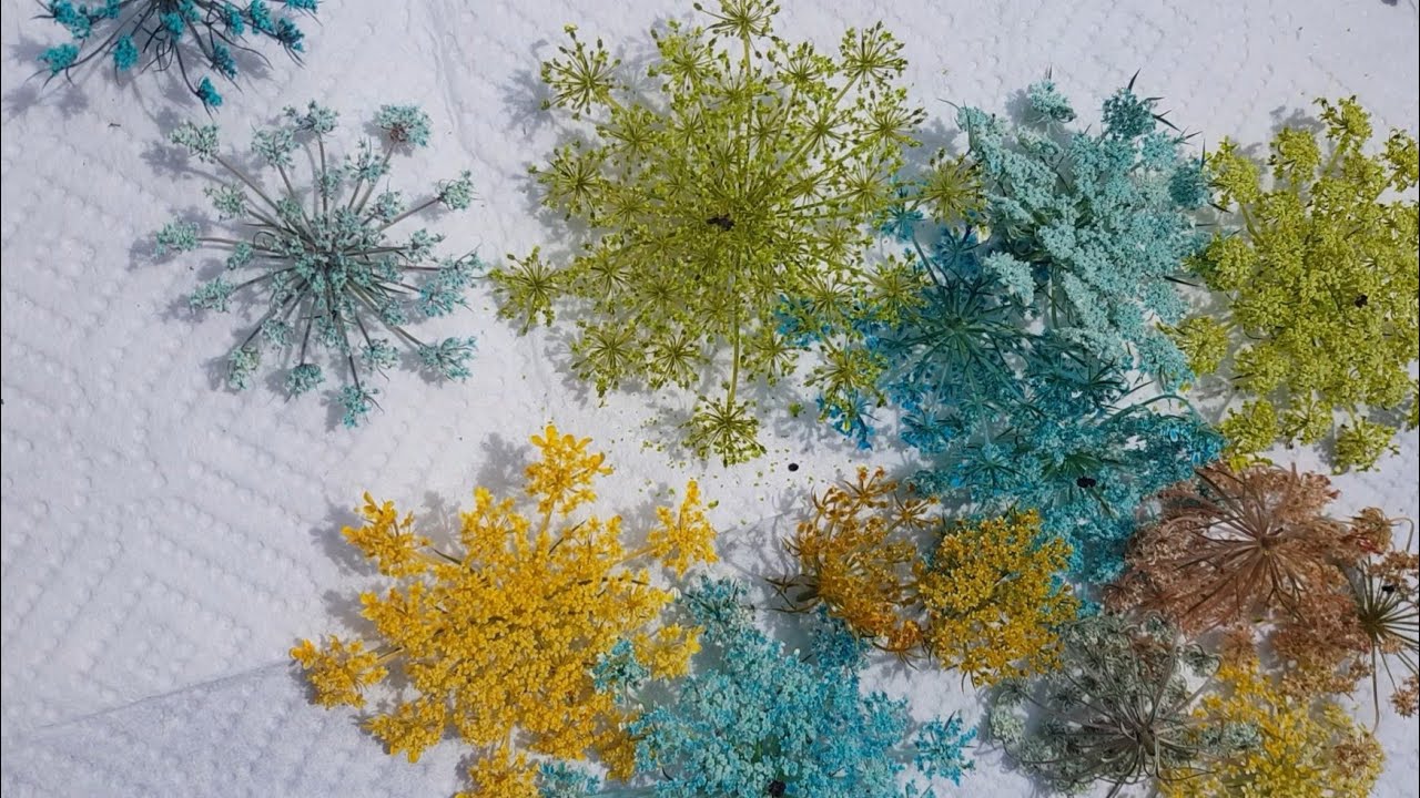 Flower Drying basics, Dying and Drying Queens Annes Lace, Flower Prep for Resin Art