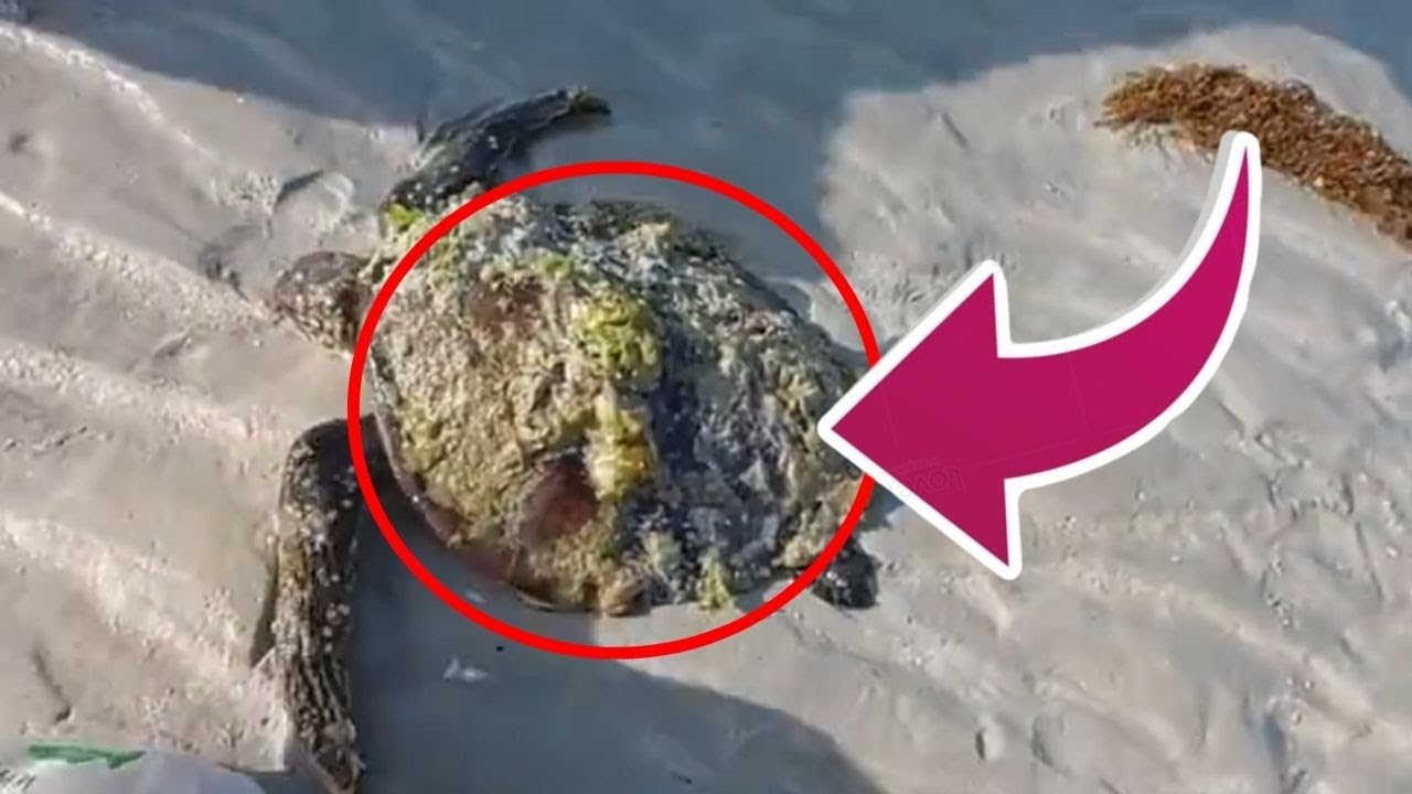 DISTURBING TRUTH! What Barnacles and Algae Do to a Helpless Turtle