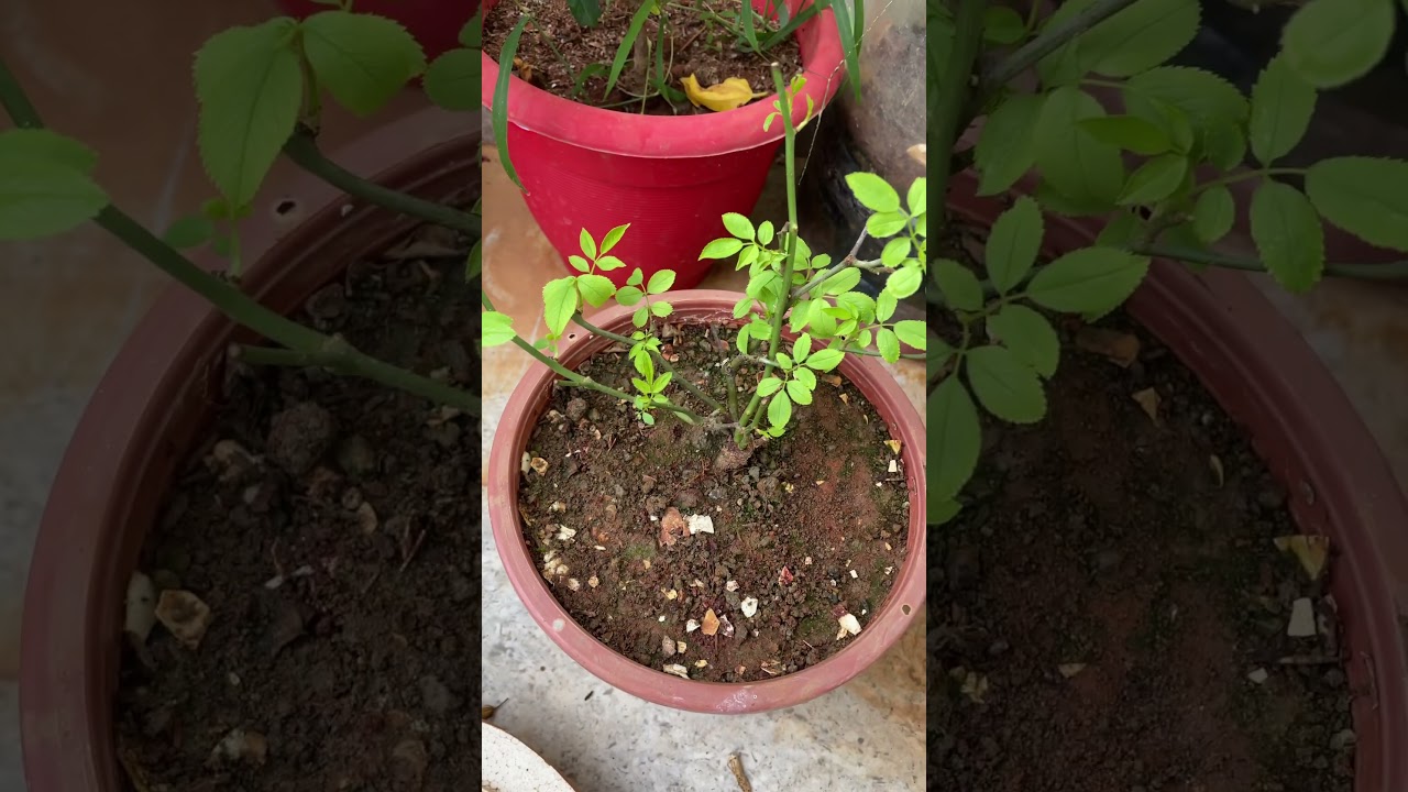Pruning my rose plant 