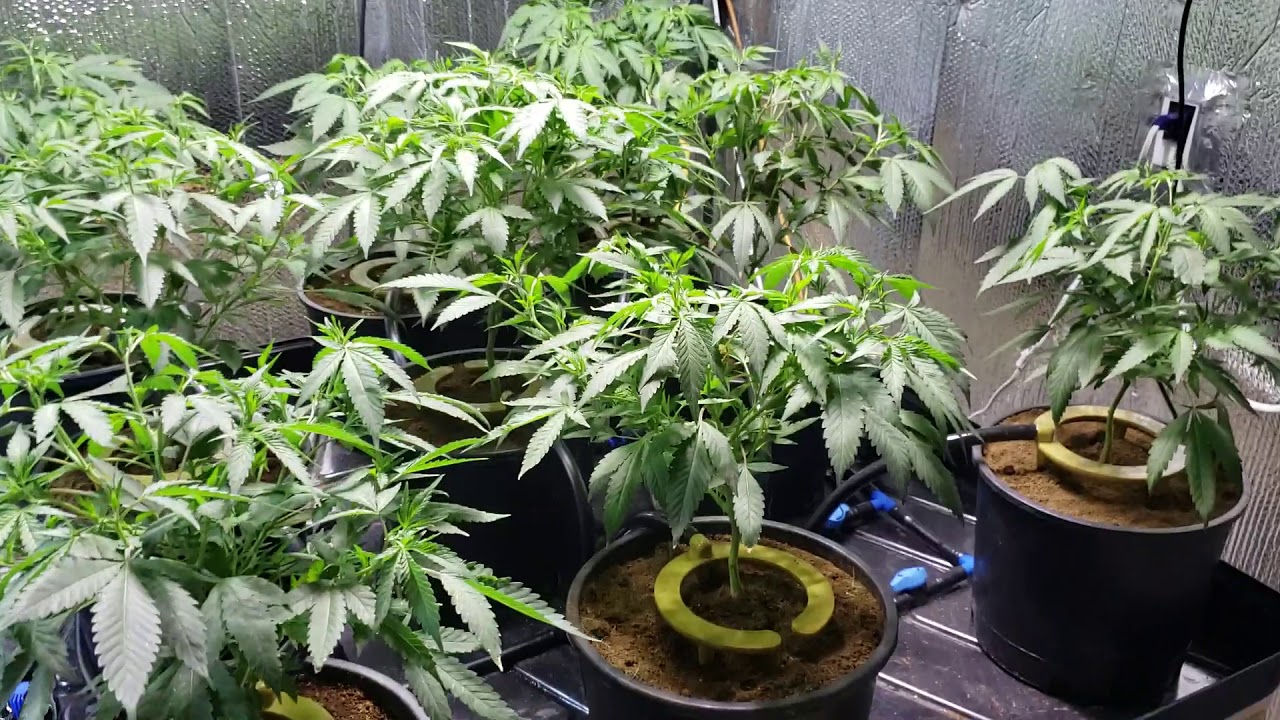 Indoor medical marijuana grow update 4/13/19
