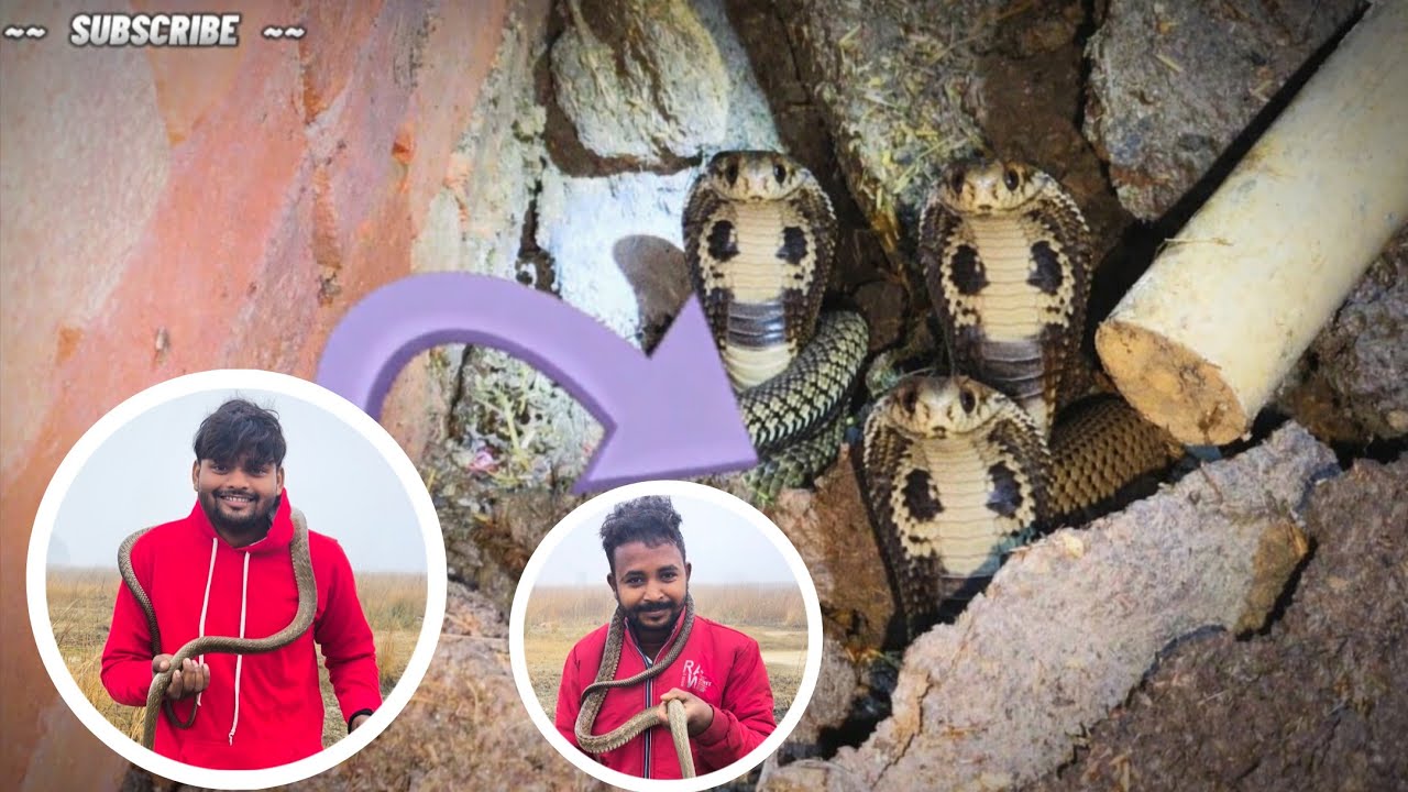 ठंड से बचाव के लिए गोहरे में छुपी थी धामन नागिन रेस्क्यू टीम ने किया रेस्क्यू #snake #wildlife 
