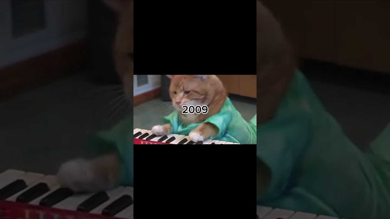 the keyboard cat 🐱