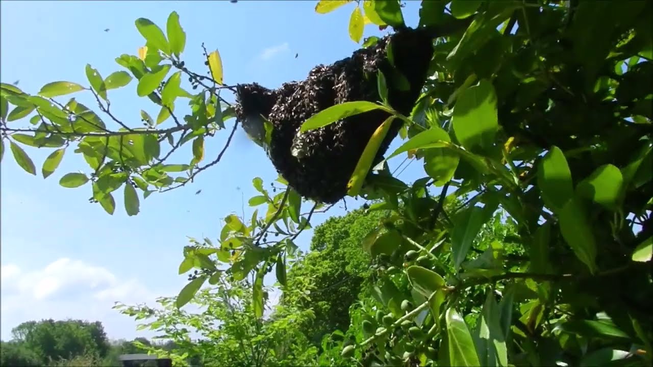 Essaimage Gros essaim d'Abeilles noires  2023  Une bonne année pour les  abeilles de Bretagne